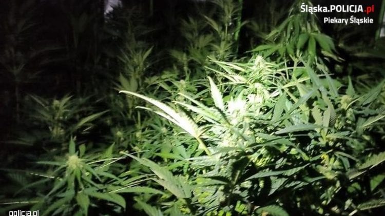 Marihuanę sadzi się w ciemności, przy świetle świecącym na nie.