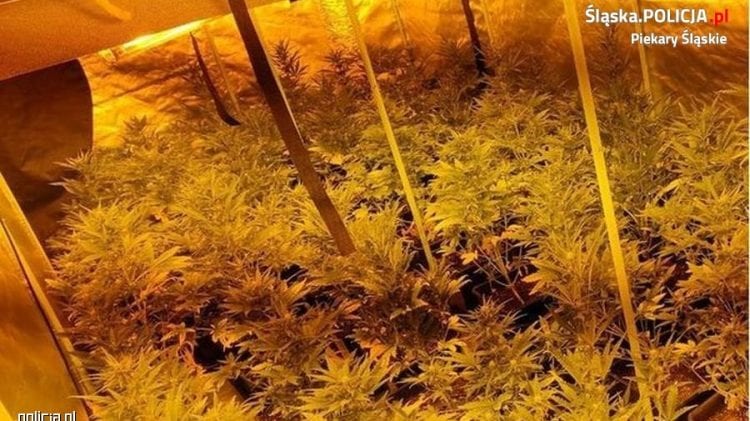 Opis: Pokój pełen roślin marihuany w ciemnym pomieszczeniu.