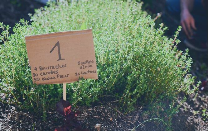 Tabliczka Credit Agricole z numerem, pośród roślin uprawnych permakulturowych w ogrodzie.
